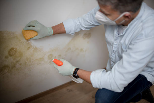 Best Fast Mold Removal  in Shiloh, PA