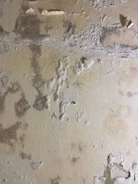 Best Professional Mold Removal  in Shiloh, PA