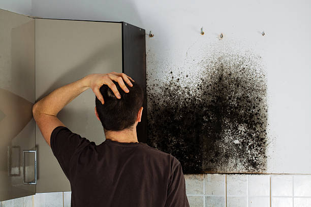 Best Black Mold Removal  in Shiloh, PA