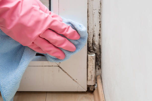 Best Mold Remediation  in Shiloh, PA