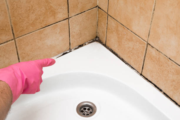 Best Mold Removal Specialists  in Shiloh, PA